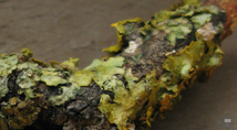 [Controverse]Les lichens poussent, en quinze jours j'ai vu des évolutions flagrantes.