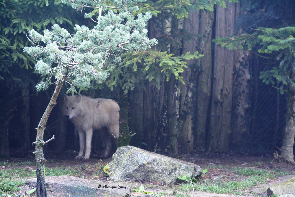 Des loups blancs de l'Arctique au zoo d'Amnéville