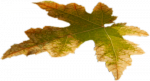 Tubes feuilles