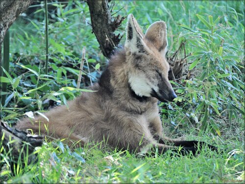 Photo de loup à crinière (zoo Sables d’Olonne)