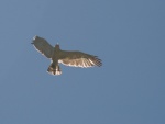 Oiseaux