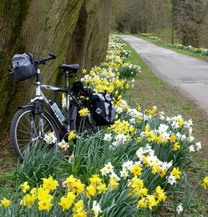 walking bicycle daffodil road 