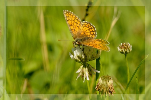 Papillon par ci , Papillon par là...