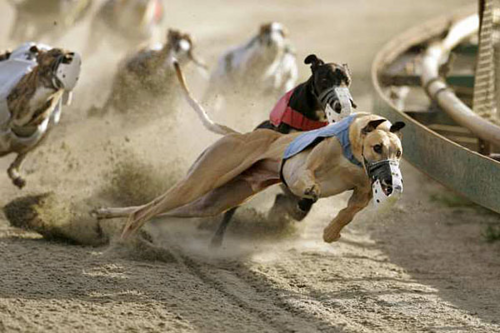 La dernière course /  Immersion dans le martyr des greyhounds