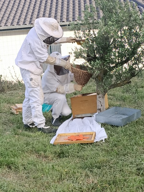 Un essaim s’est posé dans le jardin de Nina et Ezio