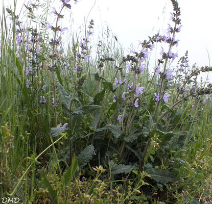 Salvia verbenaca  -  sauge à feuille de verveine