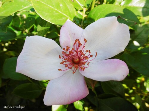 Une nouvelle balade fleurie le 9 juillet (suite)....