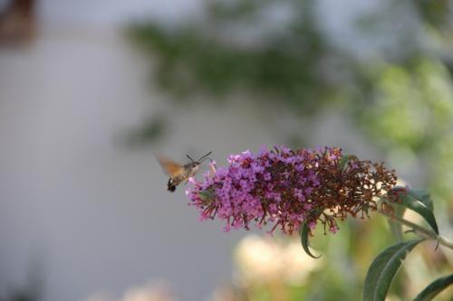 les papillons du jour