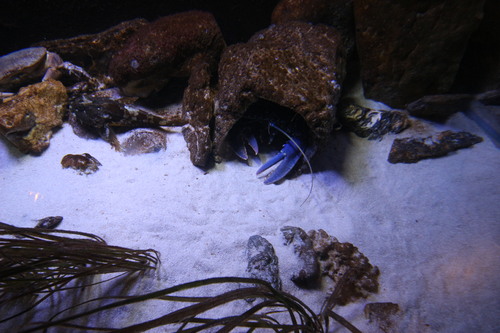 Nausicaa, l'aquarium de Boulogne-sur-Mer (62)