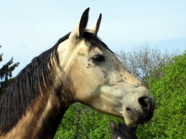 chevaux