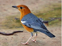 Jenis Jenis Burung Kicau Termahal Kalla Mander