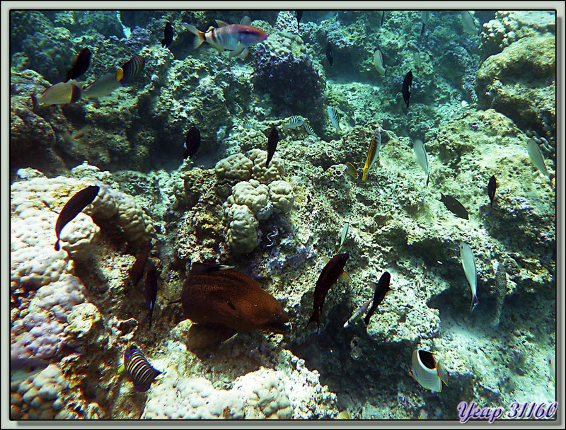 Snorkeling dans le lagon : Aquarium (c'est le nom de ce beau spot de plongée) - Bora Bora - Polynésie française