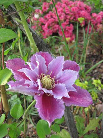 Clématite Piilu, à fleurs doubles roses à médiane carmin.