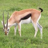 Gazelle