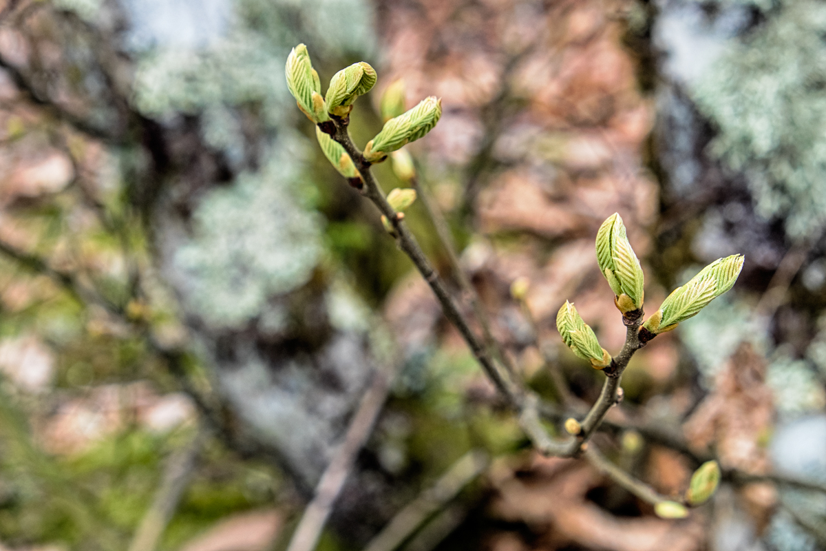 Printemps précoce à Margnac - Haute-Vienne