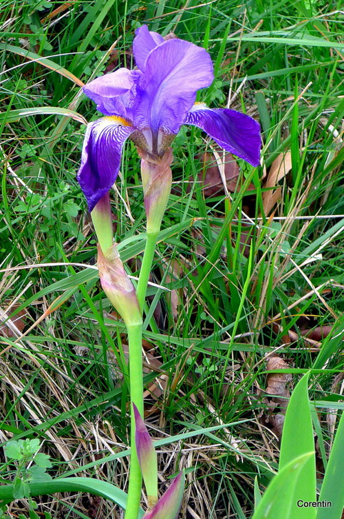 Les iris sont déjà en fleur