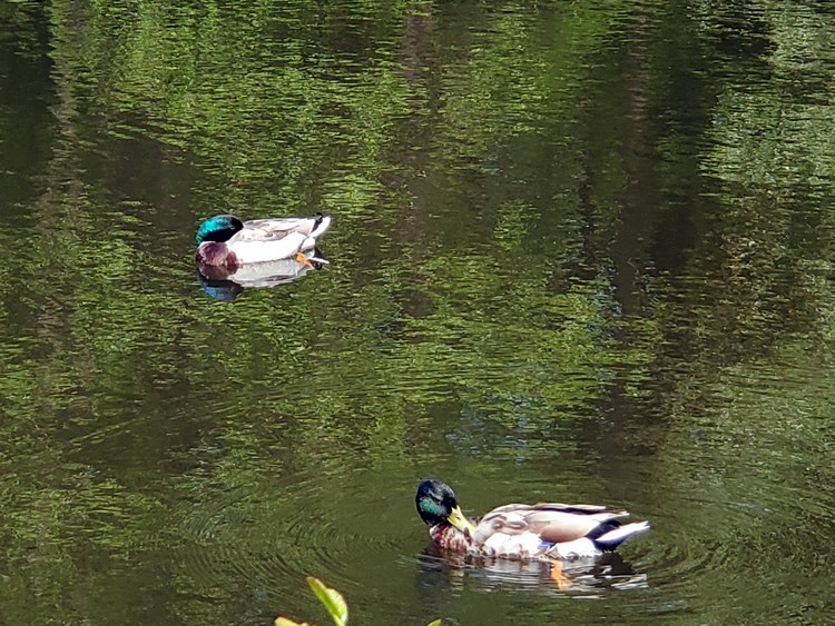 Canards sur l'étang Dominique