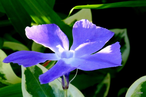 Belles pervenches bleues