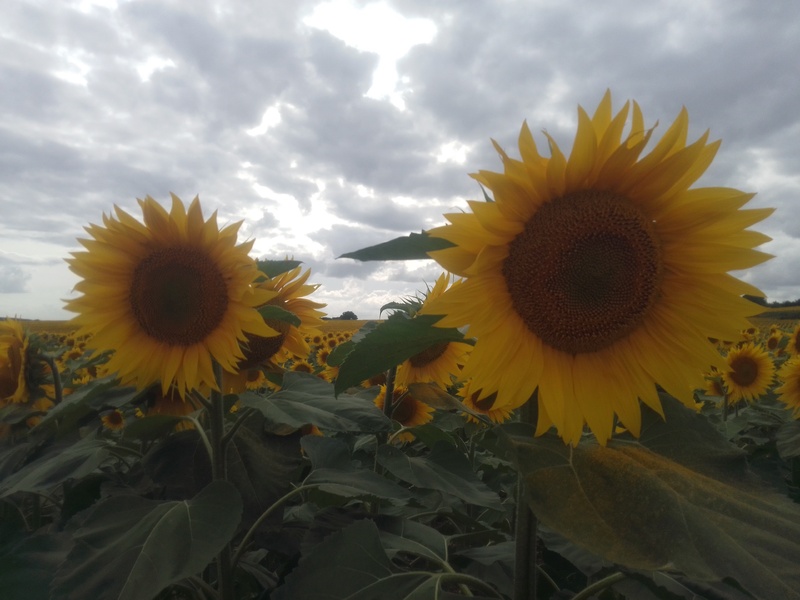 Les tournesols.