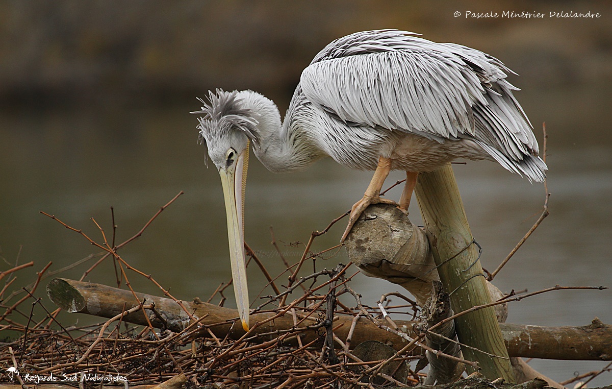 Inspection du nid d'un Pélican gris (ou pélican à dos rosé)