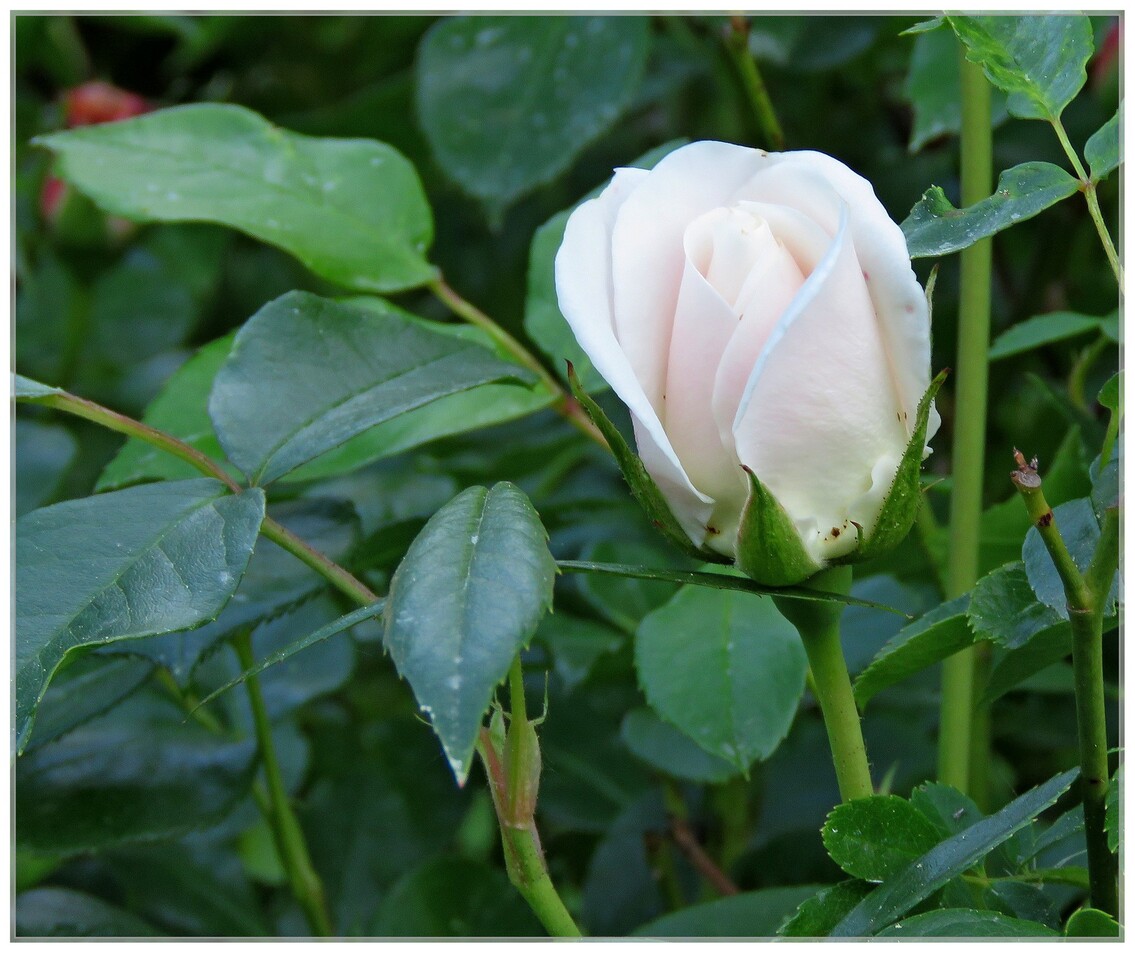 BOUQUETS DE ROSES DU JARDIN  2020