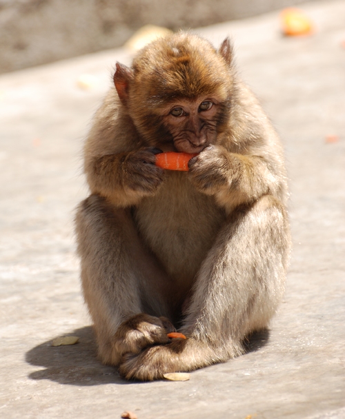 Un macaque à GIBRALTAR