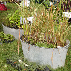 Pépinières et Plantes d'exception à Borest : J-1...