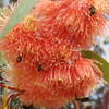 Fleurs d'eucalyptus