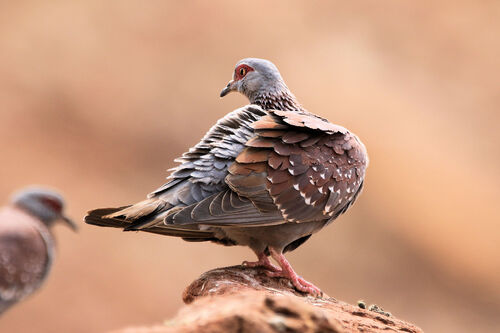 Pigeon roussard (Speckled Pigeon)