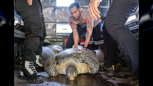 La police indonésienne sauve des tortues de mer des braconniers, photos