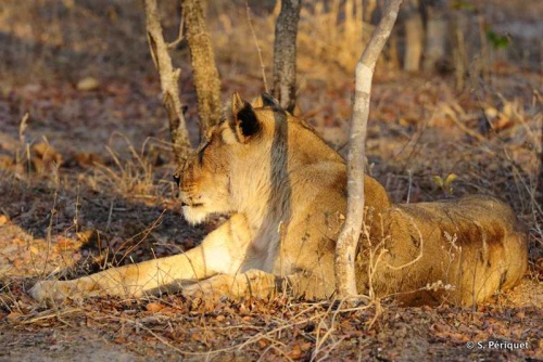 Lioness having a nap en the early morning light