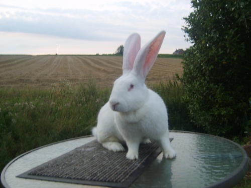Lapin Géant des Flandres • Élevage et vente de lapins de race