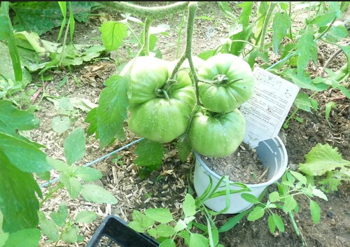 La vie au jardin après la canicule