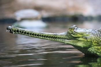 Le gavial ...