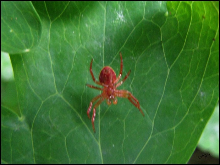 Araignée courge ou Concombre.