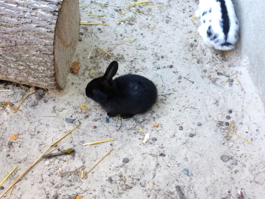 Pause à la Ferme pédagogique de la mairie!