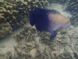 17 Juin 2013 - Ko Tao - Sairee Beach