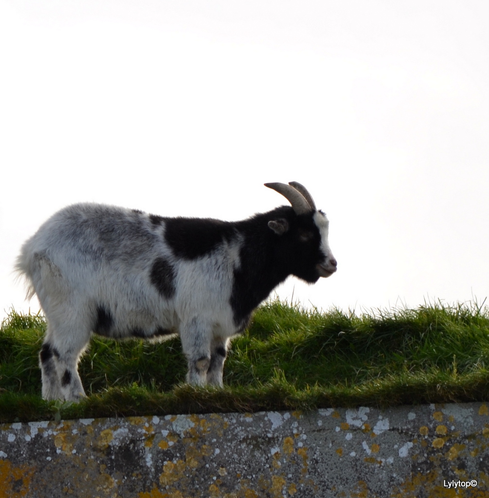 Saint Vaast La Hougue