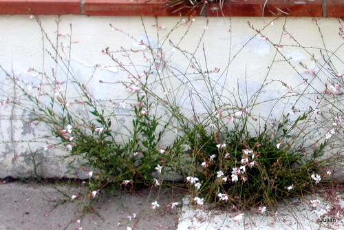 Fleurs sur un trottoir 