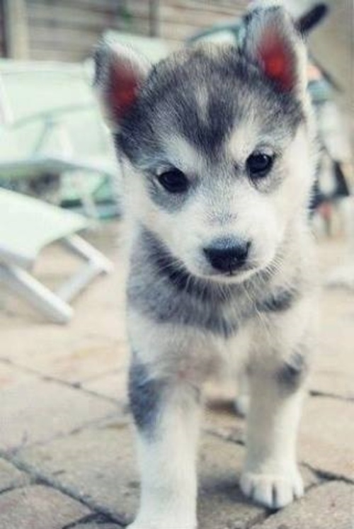 Huskies