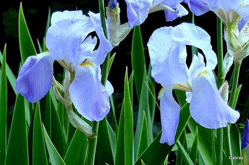 Les iris bleus de mon jardin 