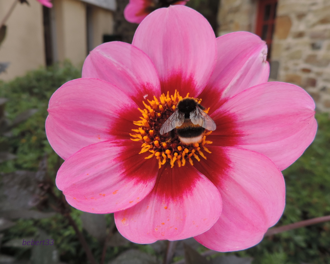 un bourdon sur une fleur !