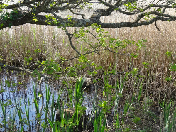 Douceur d'avril sur l'étang de Brandu