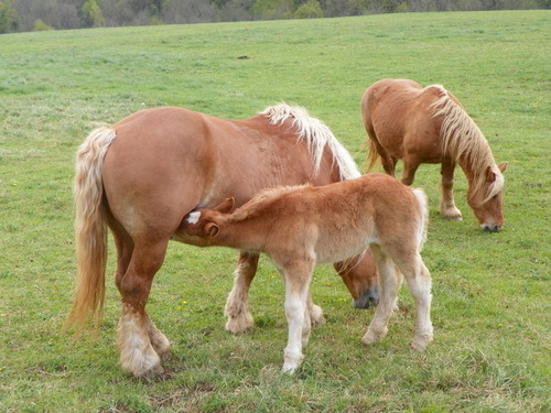 Chevaux