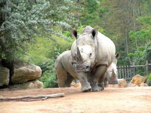 Balade au Zoo