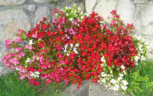 Lavours, village fleuri