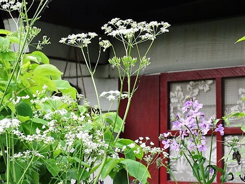 Quoi de neuf au jardin à la mi-mai?