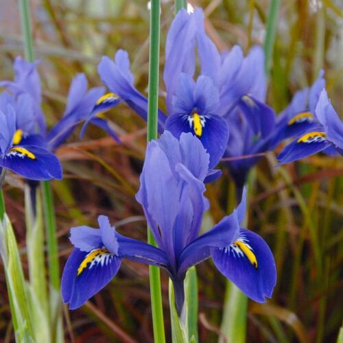 Fleurs cultivées : Iris