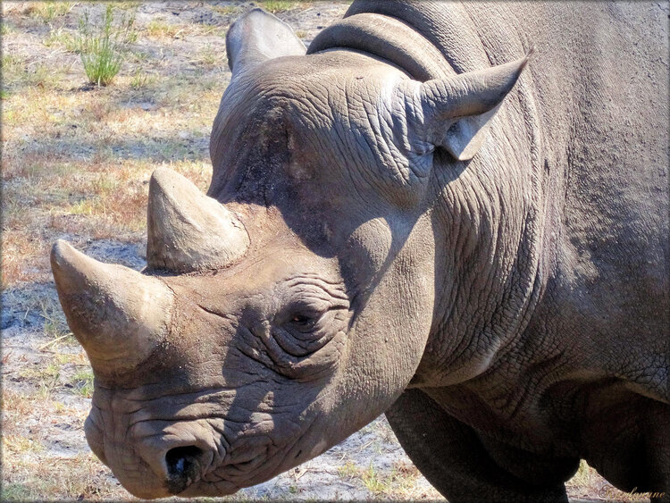 Photo de rhinocéros noir (Zoo du bassin d'Arcachon)