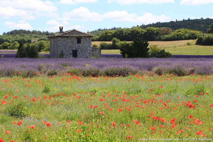 Sault et prairie fleurie